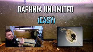 How I Raise Daphnia Water Fleas And You Can Too [upl. by Ransome]