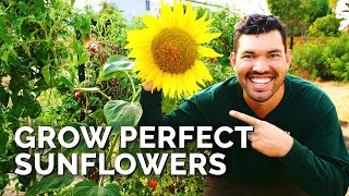 How to Grow Sunflowers Successfully At Home 🌻 [upl. by Weslee]