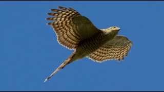 Sparrowhawk Bird Call Bird Song [upl. by Lilli]