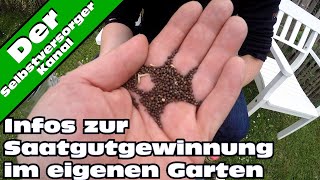 Infos zur Saatgutvermehrung im eigenen Garten [upl. by Annayoj847]