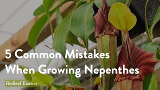 5 Most Common Mistakes When Growing Nepenthes [upl. by Bray824]