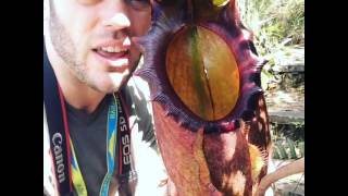 Nepenthes Raja worlds largest species of carnivorous plant [upl. by Yentterb]