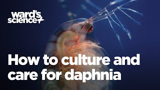 Caring and Culturing for Daphnia [upl. by Labotsirc600]