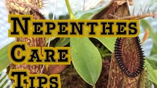 Nepenthes Basics How to Grow Nepenthes Carnivorous Pitcher Plants [upl. by Itsrejk]