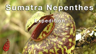 Sumatra Nepenthes Expedition [upl. by Eilzel]