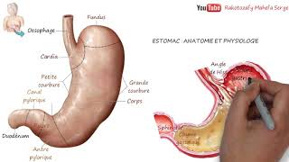 ESTOMAC  ANATOMIE ET PHYSIOLOGIE DIGESTION [upl. by Oigufer]