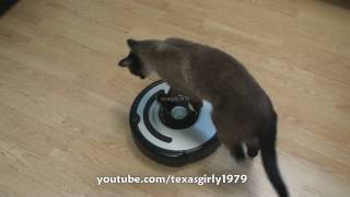 Cat shows HOW TO use iRobot Roomba Vacuum [upl. by Lombardo322]