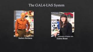 GAL4 UAS System [upl. by Haseena]