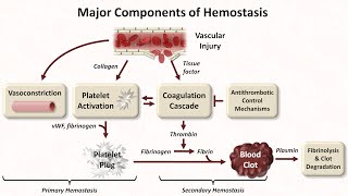 Hemostasis Lesson 1  An Introduction [upl. by Eninej]