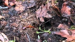 113  Exploring MicroHabitats Life Under Logs Updated see video213 [upl. by Krys]