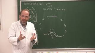 Thorax 2  Anatomie du diaphragme thoracoabdominal Anatomy and function of the diaphragm [upl. by Htidra]