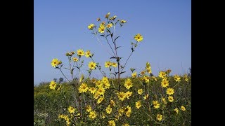 How to Grow Tall Sunflower From Seed Helianthus Giganteus [upl. by Tavish]