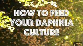 How To Feed Your Daphnia Culture [upl. by Amsirp50]