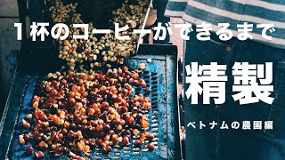 １杯のコーヒーができるまで、コーヒーを皮むきして発酵させて乾かす精製工程を紹介 [upl. by Holmes434]