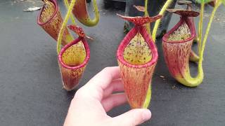 Species Spotlight Nepenthes glandulifera [upl. by Baum700]