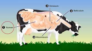 El sistema digestivo de la vaca [upl. by Demaggio]