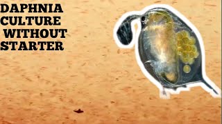 HOW TO CULTURE DAPHNIA NATURALLY WITHOUT A STARTER [upl. by Anaujat]