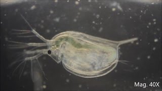 Daphnia magna under the Microscope [upl. by Wang733]