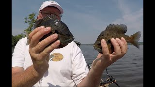 Reelfoot Lake Slab Bluegill [upl. by Anauqahs231]