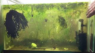 Scuds Daphnia Cherry Shrimp Copepods My aquatic food culture [upl. by Marijo15]