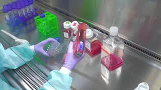 Passaging Cells Cell Culture Basics [upl. by Aruabea960]