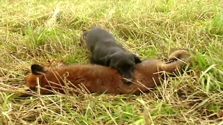 Fox hunting with terriers  Fox digging and predator control  Ultimate Hunting [upl. by Aldon331]