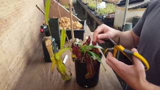 The Ultimate Nepenthes Cutting Guide [upl. by Seth]