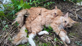 Touching Story About A Family Of Cats Hugging Each Other To Their Last Breath In The Harsh Cold [upl. by Cardwell]