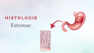 Histologie de lestomac [upl. by Bigelow]