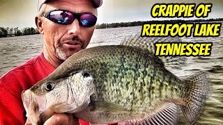 CRAPPIE OF REELFOOT LAKE Greatest Moments with the Legends [upl. by Hitoshi]