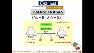 Clases Enzimáticas  Enzimas Parte V [upl. by Estrella]