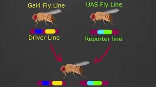 Gal4UAS System [upl. by Otreblig838]