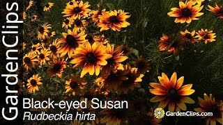 Blackeyed Susan  Rudbeckia hirta  Grow Rudbeckia [upl. by Akila]