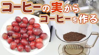 コーヒーの実からコーヒーを作ってみよう！＆実験イナゴマメでもコーヒーの味になるか試してみました！ [upl. by Llarret]