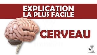 lexplication la plus facile  le Cerveau [upl. by Aneerbas]