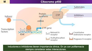 Farmacocinética METABOLISMO de fármacos [upl. by Saree224]