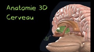 Description Anatomique 3D du cerveau Naturosoutien [upl. by Annalee]