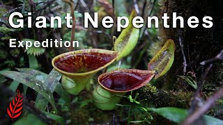 Giant Nepenthes Expedition [upl. by Chipman]