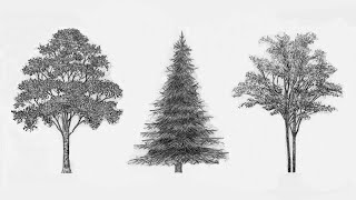 3 Easy Ways To Draw Trees [upl. by Ial]