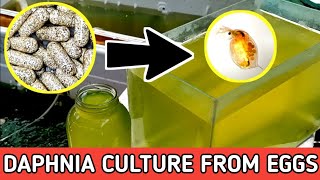 HOW TO HATCH DAPHNIA EGGS  HOW TO CULTURE DAPHNIA [upl. by Clite]