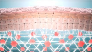 Skin Anti Aging  Fibroblast and Collagen Network Regeneration CGI animation [upl. by Nahguav190]