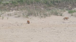 Foxes on the beach Wildlife expert explains red fox kits at Ocean View [upl. by Cleaves]