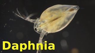 Daphnia [upl. by Jew961]