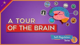 A Tour of the Brain  SelfRegulation Lesson 1 [upl. by Ayrotal]