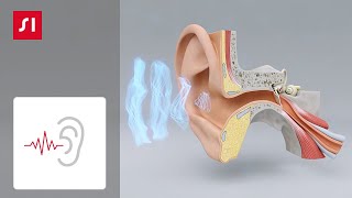 Wie Hören funktioniert  Signia Hörgeräte [upl. by Zetes]