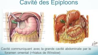 oesophage ESTOMAC ET RATE partie 3 [upl. by Imena357]