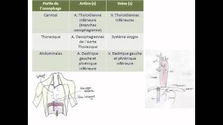 Œsophage estomac amp duodénum [upl. by Cheung]