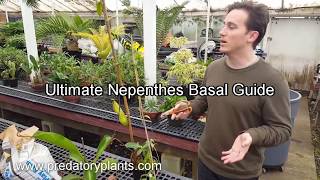 The Ultimate Nepenthes Basal Guide [upl. by Roi]