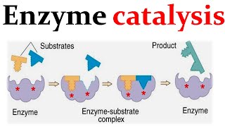 Enzyme catalysis mechanism [upl. by Pitt47]