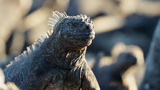 The Marine Iguana  A Perfect Planet  BBC Earth [upl. by Arakawa]